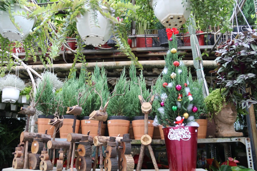 Giá thông tươi tiền triệu, vẫn bán vài nghìn cây mỗi mùa Noel