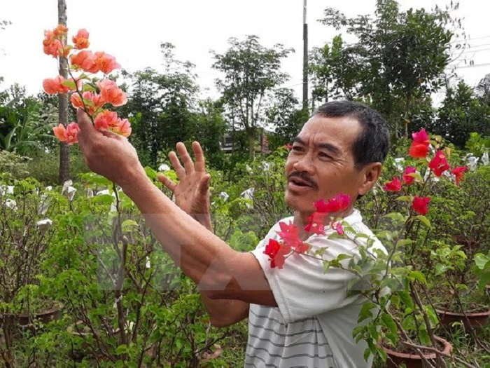 Người trồng hoa giấy Tết khốn đốn vì tin đồn ung thư ảnh 1 Người trồng hoa giấy Tết khốn đốn vì tin đồn ung thư ảnh 1