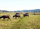 Chuyện phi lý: Trâu, bò ra đồng ăn cỏ, chủ phải đóng phí!
