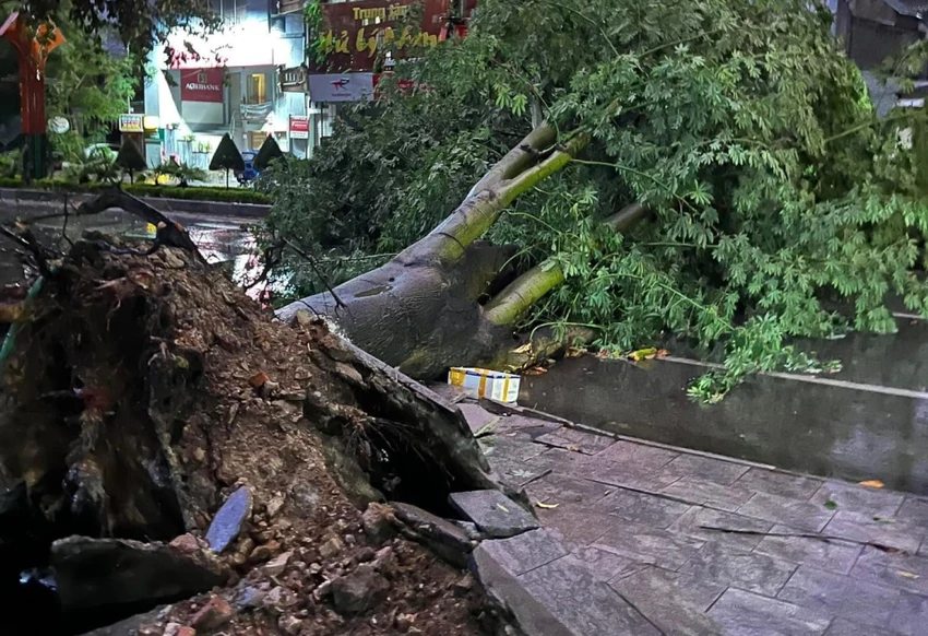 Siêu bão Yagi khiến cây đổ la liệt kèm gió lớn lốc xoáy ở Thanh Hóa - 10.jpg