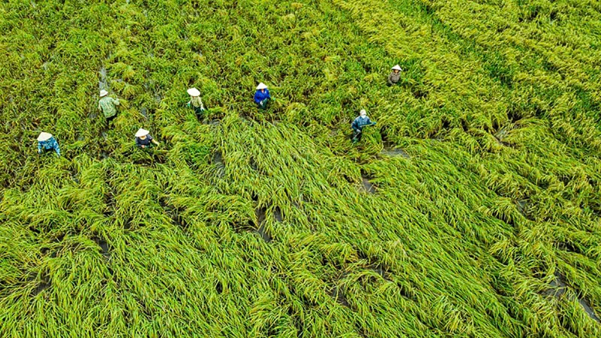 Lúa ngập úng đổ rạp sau bão số 3, nông dân ‘chạy’ gặt mong lời bát phở - 110.jpg