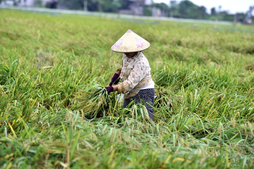 Lúa ngập úng đổ rạp sau bão số 3, nông dân ‘chạy’ gặt mong lời bát phở - 1112.JPG