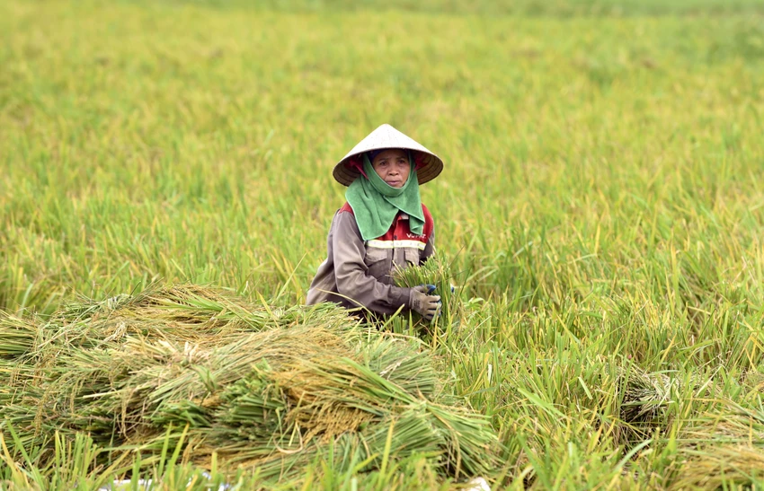 Lúa ngập úng đổ rạp sau bão số 3, nông dân ‘chạy’ gặt mong lời bát phở - 17.JPG
