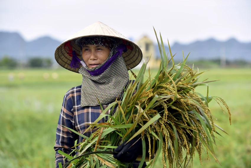 Lúa ngập úng đổ rạp sau bão số 3, nông dân ‘chạy’ gặt mong lời bát phở - 19.JPG