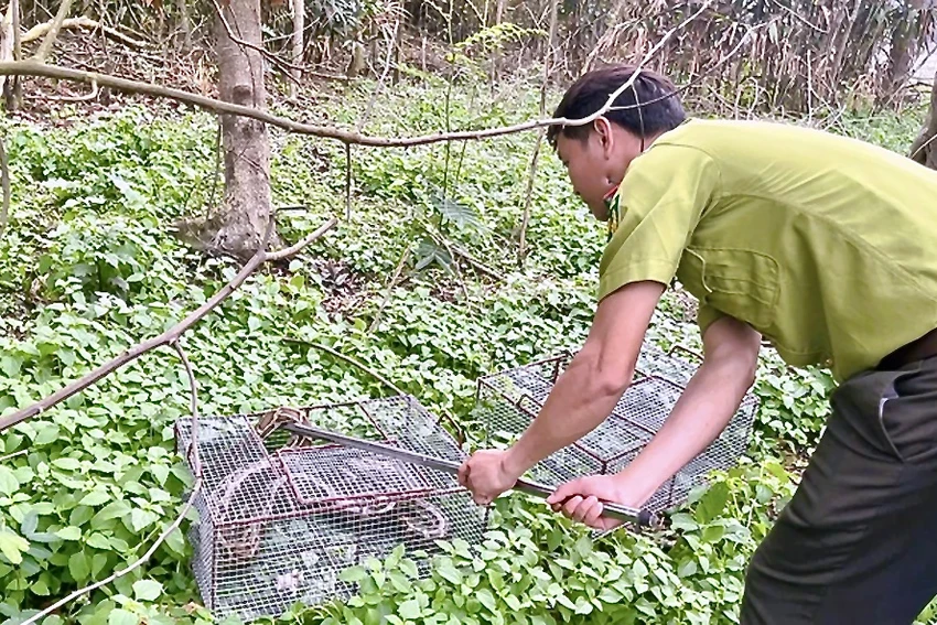 Trăn Đất Lạc vào nhà dân ở Thanh Hoá -.jpeg