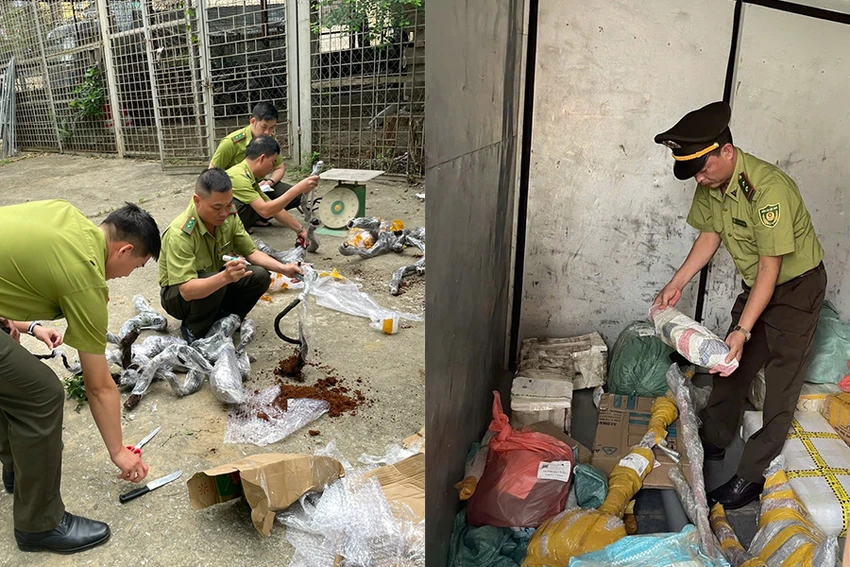 Bắt 2 xe tải vận chuyển Muội Hồng đi tiêu thụ trái phép-3.jpg