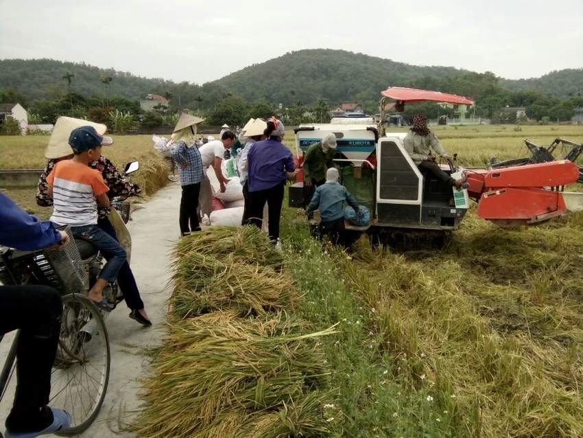 Nông dân Hải Phòng gặt lúa chạy bão số 7 ảnh 2 Nông dân Hải Phòng gặt lúa chạy bão số 7 ảnh 2