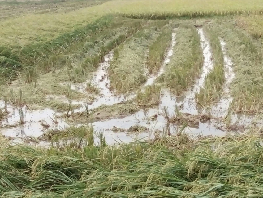 Nông dân Hải Phòng gặt lúa chạy bão số 7 ảnh 8 Nông dân Hải Phòng gặt lúa chạy bão số 7 ảnh 8