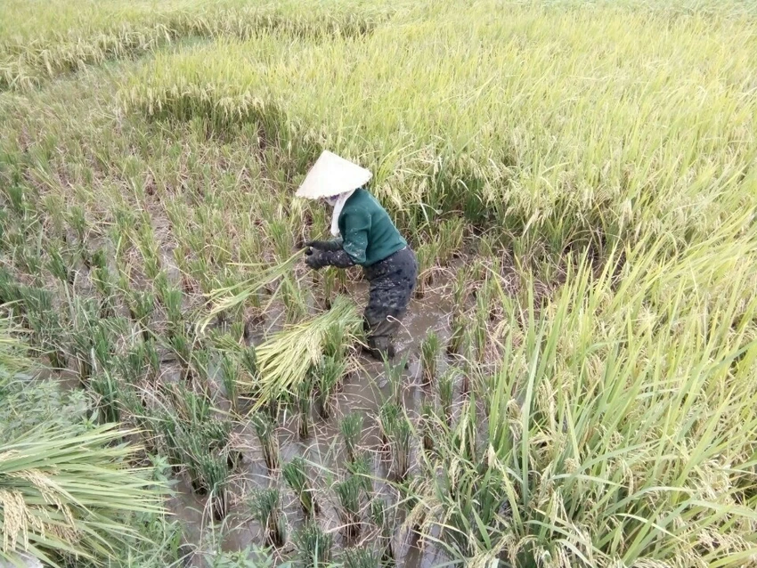 Nông dân Hải Phòng gặt lúa chạy bão số 7 ảnh 5 Nông dân Hải Phòng gặt lúa chạy bão số 7 ảnh 5