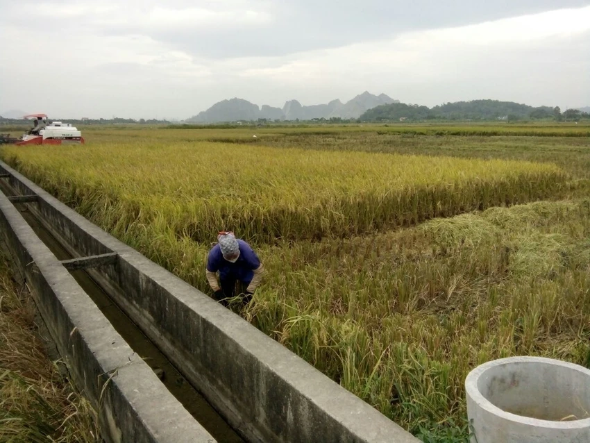 Nông dân Hải Phòng gặt lúa chạy bão số 7 ảnh 6 Nông dân Hải Phòng gặt lúa chạy bão số 7 ảnh 6