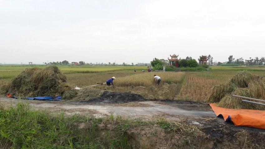 Nông dân Hải Phòng gặt lúa chạy bão số 7 ảnh 10 Nông dân Hải Phòng gặt lúa chạy bão số 7 ảnh 10