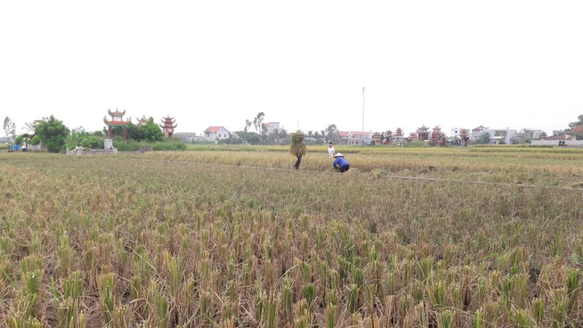 Nông dân Hải Phòng gặt lúa chạy bão số 7 ảnh 11 Nông dân Hải Phòng gặt lúa chạy bão số 7 ảnh 11