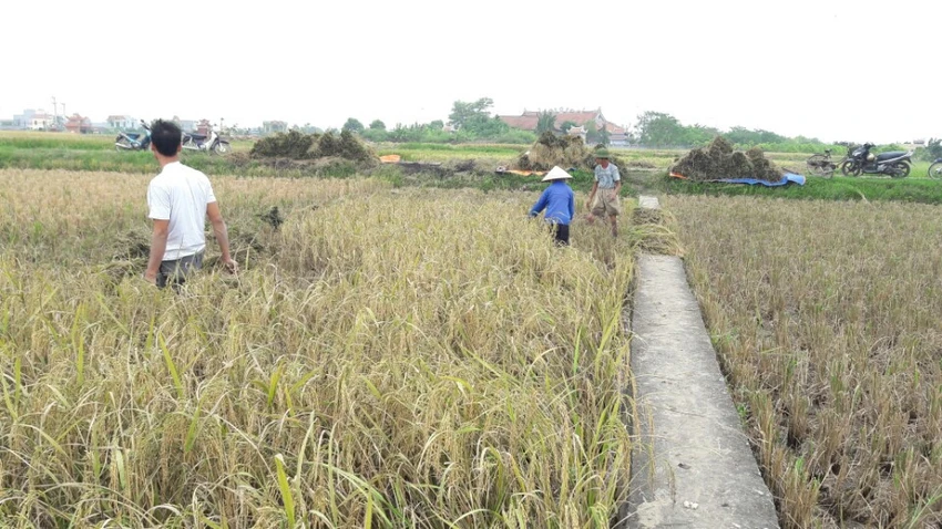 Nông dân Hải Phòng gặt lúa chạy bão số 7 ảnh 4 Nông dân Hải Phòng gặt lúa chạy bão số 7 ảnh 4