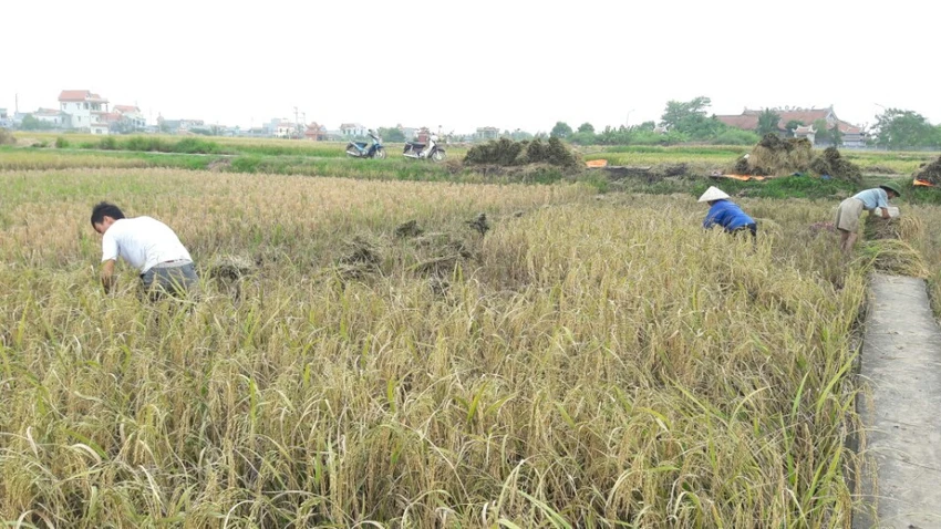 Nông dân Hải Phòng gặt lúa chạy bão số 7 ảnh 3 Nông dân Hải Phòng gặt lúa chạy bão số 7 ảnh 3