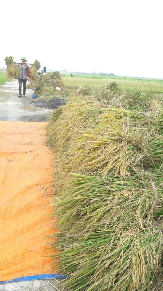 Nông dân Hải Phòng gặt lúa chạy bão số 7 ảnh 9 Nông dân Hải Phòng gặt lúa chạy bão số 7 ảnh 9