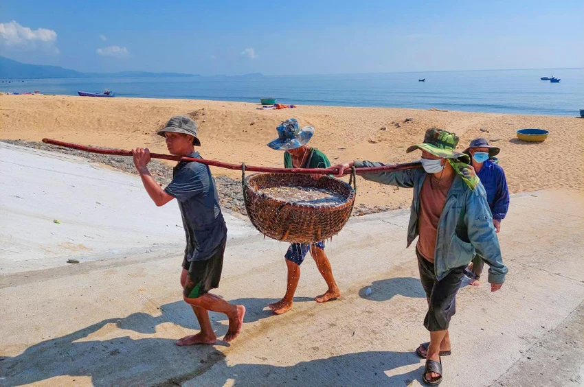 Được mùa cá cơm, lại bán được giá giúp ngư dân thu về tiền triệu mỗi ngày. (Ảnh: BT)