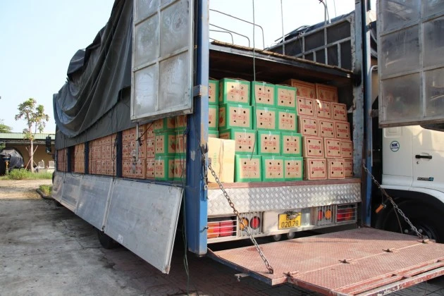 Gần 900 chai rượu ngoại được nguỵ trang trong các thùng trái cây. Ảnh: CA Gần 900 chai rượu ngoại được nguỵ trang trong các thùng trái cây. Ảnh: CA