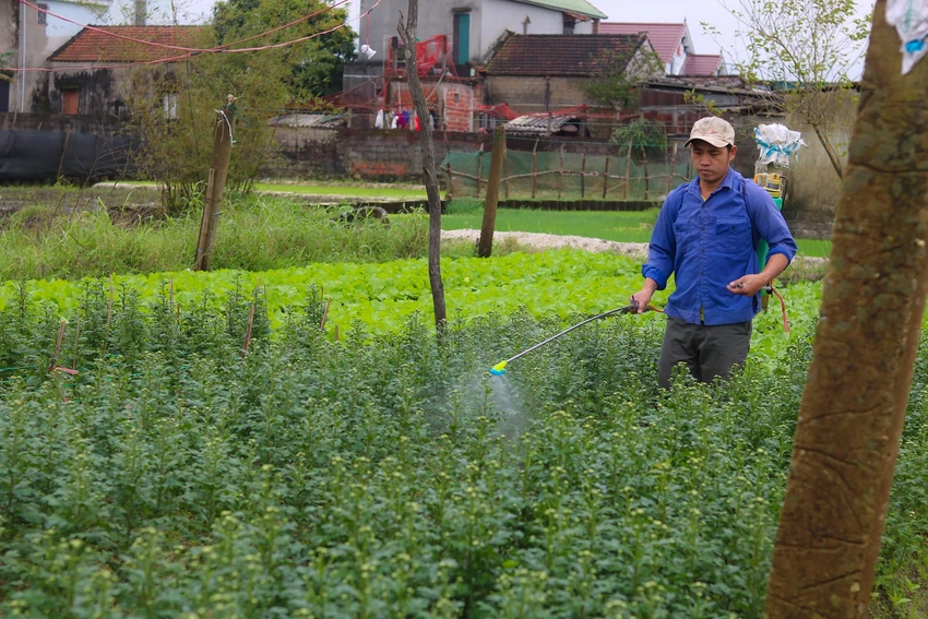 Anh Phan Văn Bình phun kali cho cây hoa cúc. Ảnh: BẢO THIÊN mùa hoa tết ở quảng bình