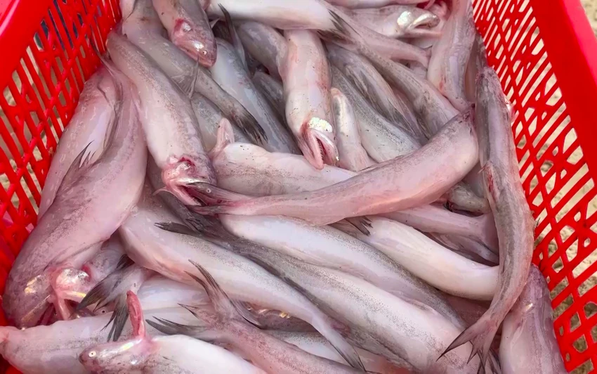 Cá khoai năm nay không chỉ được mùa, được giá mà còn có kích thước khá lớn. Ảnh: BT Cá khoai năm nay không chỉ được mùa, được giá mà còn có kích thước khá lớn. Ảnh: BT