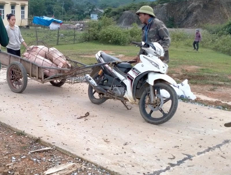 hang-tram-con-lon-xa-bien-gioi-quang-binh-nhiem-benh.jpg