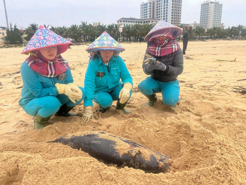 Quảng Bình: Người dân làm lễ chôn cất xác cá voi trôi dạt vào bờ