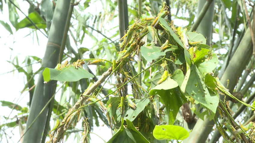Châu chấu phá hoại hơn 7 héc-ta cây luồng lấy măng của người dân Quảng Bình