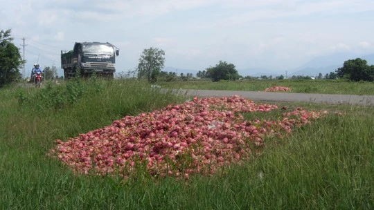 Thanh long rớt giá, người dân đổ bỏ trên quốc lộ ở Bình Thuận