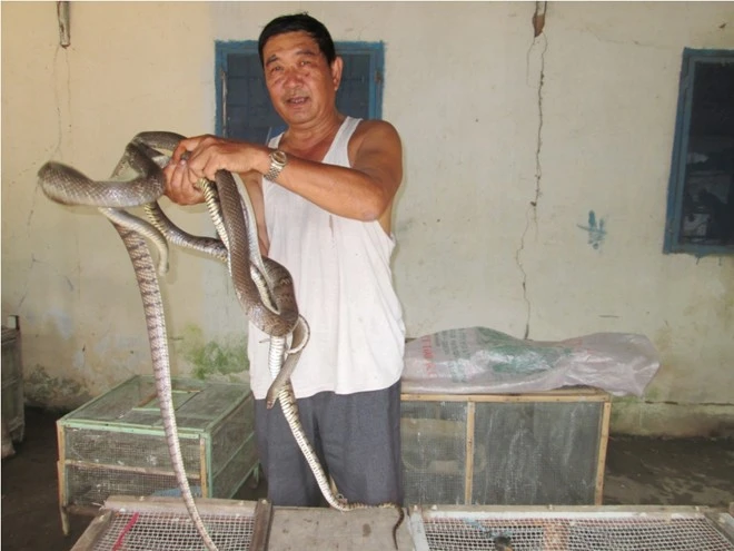 Trung Quốc ngưng mua, nông dân miền Tây lao đao vì rắn ảnh 2 Trung Quốc ngưng mua, nông dân miền Tây lao đao vì rắn ảnh 2