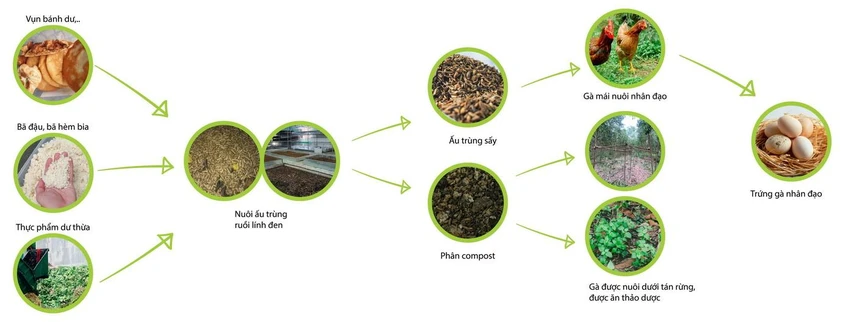 Quy trình khép kín xử lý rác hữu cơ thành gà và trứng gà Quy trình khép kín xử lý rác hữu cơ thành gà và trứng gà