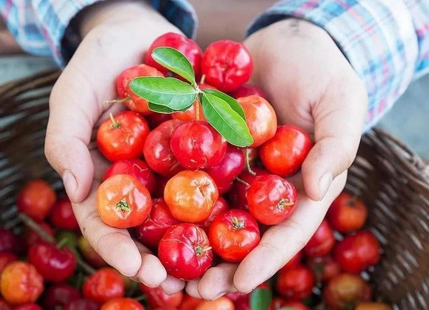 Hình Hai loại trái cây giàu dưỡng chất được hòa quyện cùng nguồn sữa tươi sạch lên men tự nhiên của trang trại TH.