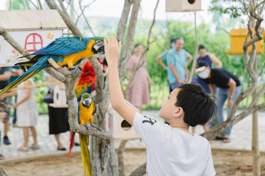 Trẻ em thích thú chơi đùa cùng những chú vẹt đáng yêu tại Charm Resort Hồ Tràm Trẻ em thích thú chơi đùa cùng những chú vẹt đáng yêu tại Charm Resort Hồ Tràm