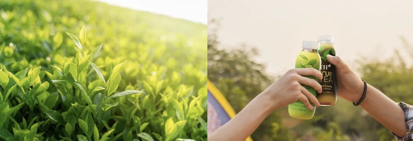 TH true TEA là sản phẩm được chiết xuất từ những đọt trà tự nhiên.