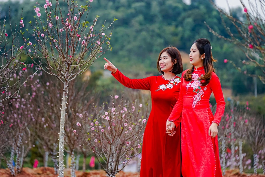 Hoa đào trong tâm thức người Việt, là loại hoa đặc biệt, mang những giá trị văn hóa - tinh thần cũng như đại diện cho sức sống, may mắn và hạnh phúc của người Việt. Hoa đào trong tâm thức người Việt, là loại hoa đặc biệt, mang những giá trị văn hóa - tinh thần cũng như đại diện cho sức sống, may mắn và hạnh phúc của người Việt.