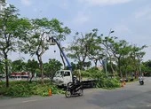 Báo sự cố cây xanh mùa mưa: Gọi 1022