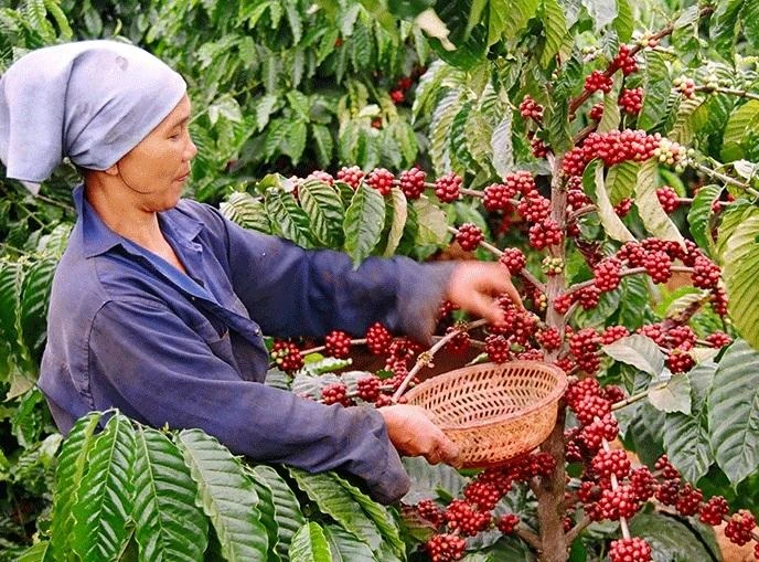 Hình ảnh người dân thu hoạch cà phê tại Gia Lai. Ảnh minh họa: Bộ Công thương. Hình ảnh người dân thu hoạch cà phê tại Gia Lai. Ảnh minh họa: Bộ Công thương.