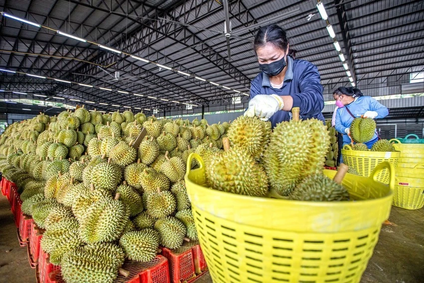 Xuất khẩu sầu riêng