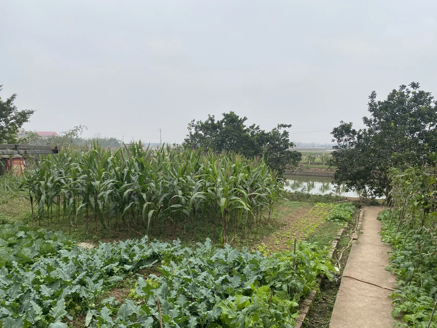Đề xuất giảm sâu tiền sử dụng đất khi chuyển mục đích sử dụng đất vườn sang đất ở của Bộ Tài chính nhận được nhiều ý kiến ủng hộ