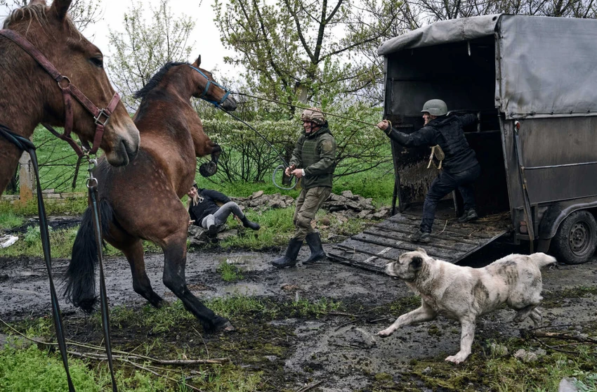 Lính Ukraine "sơ tán" bầy ngựa của một trang trại bỏ hoang ở TP Avdiivka, tỉnh Donetsk. Ảnh: AP Lính Ukraine "sơ tán" bầy ngựa của một trang trại bỏ hoang ở TP Avdiivka, tỉnh Donetsk. Ảnh: AP