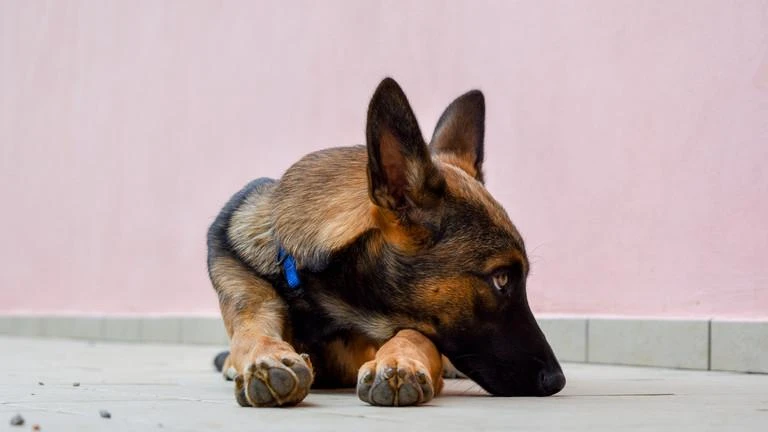 Nghiên cứu cho thấy chó có thể "rơi nước mắt" khi đoàn tụ với chủ. Ảnh RT