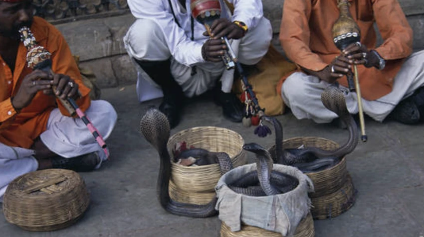 bị rắn cắn
