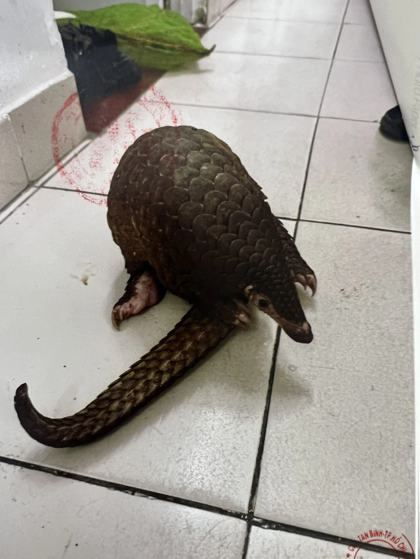 tê tê