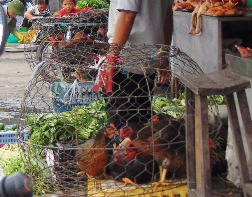 Một điểm bán gia cầm sống trái phép trên địa bàn TP.HCM.