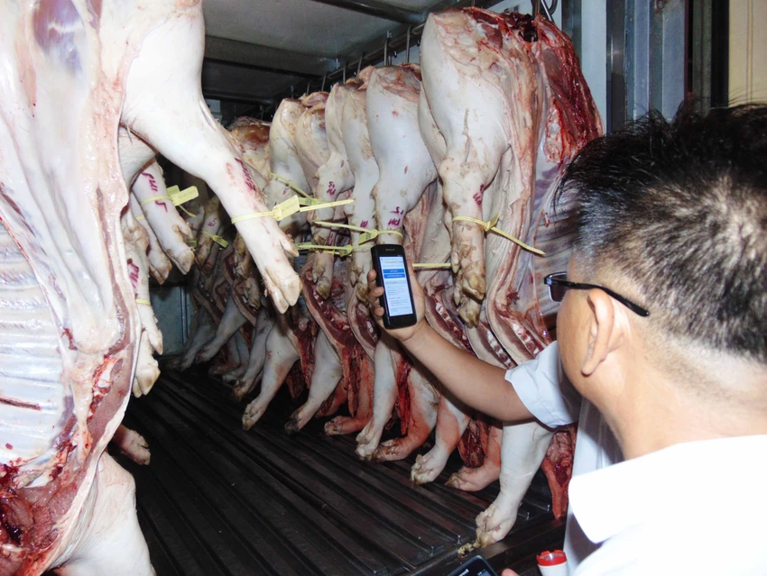 Ban QL An toàn thực phẩm xung phong đeo vòng cho heo ảnh 1 Ban QL An toàn thực phẩm xung phong đeo vòng cho heo ảnh 1