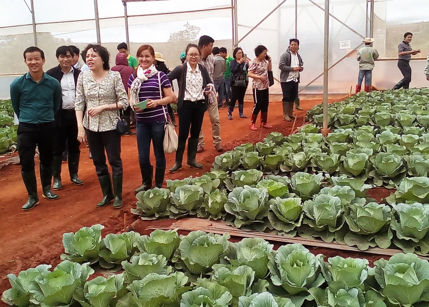 Ban Quản lý ATTP TP.HCM tham gia cánh đồng trồng bắp cải của VinEco ở tỉnh Lâm Đồng.