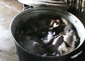 Khô bò làm từ phổi heo và hóa chất