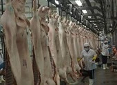 Khốn đốn vì bị vạ lây sau vụ heo tiêm thuốc an thần