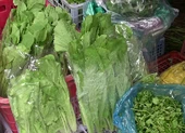 Video: Liệu rau nhà trồng có phải là rau sạch?