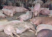 Khó hiểu: Heo dính thuốc an thần, Sở NN&PTNT TP.HCM 'cho qua' 