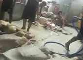 Thịt bò, gà bẩn vương vãi khắp sàn nhà, gần cống thoát nước