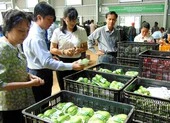 Rau, cá trong chuỗi thực phẩm an toàn cũng dính hoạt chất